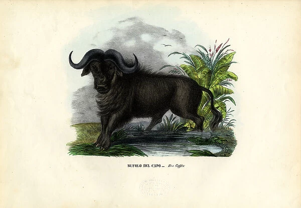 African Buffalo, 1863-79 (colour litho)