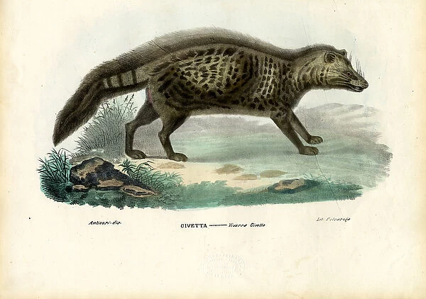 African Civet, 1863-79 (colour litho)
