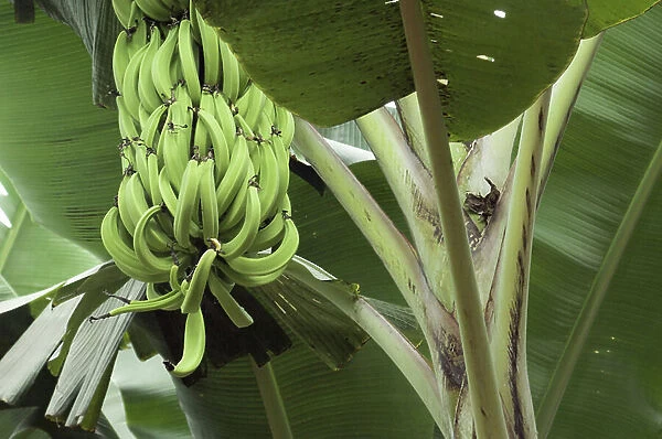 Agriculture: Banana plantations in El Oro near Machala, Ecuador Photography