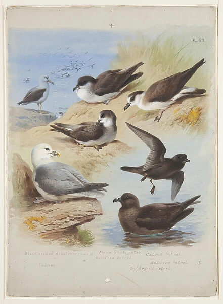 Albatross, petels, shearwater, fulmar, c. 1915 (w  /  c & bodycolour over pencil on paper)