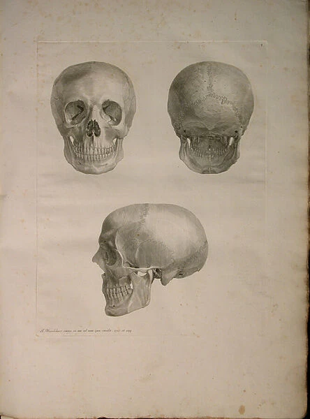 Albinus II, Pl. I, illustration from Tabulae ossium humanorum