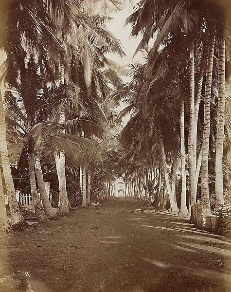Album 'Cochinchine - Vues de l' Interieur': avenue of palm trees