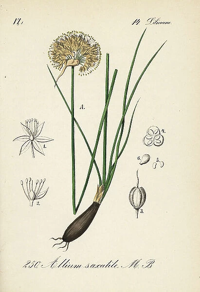 Allium saxatile. Handcoloured lithograph from Diederich von Schlechtendal's German Flora (Flora von Deutschland), Jena, 1871