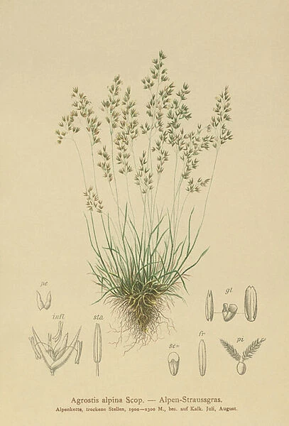 Alpine Bentgrass (Agrostis alpina, Aira flavescens) (colour litho)