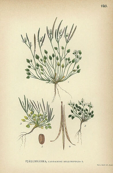 Alpine bittercress, Cardamine bellidifolia