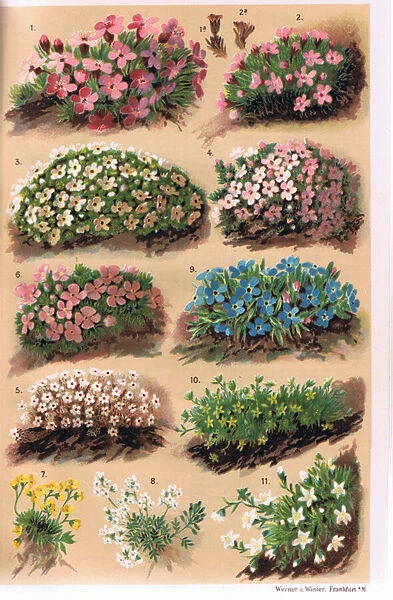 Alpine Plants, illustration from Alpine Flora by Professor C. S