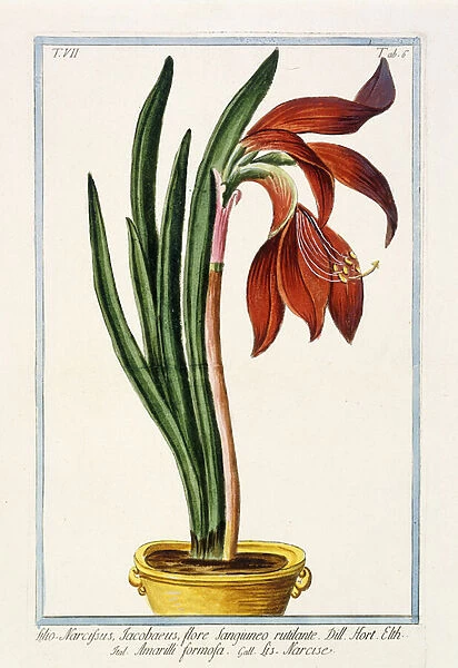 Amaryllis Formosa, 1772-1784 (hand-coloured engraving)