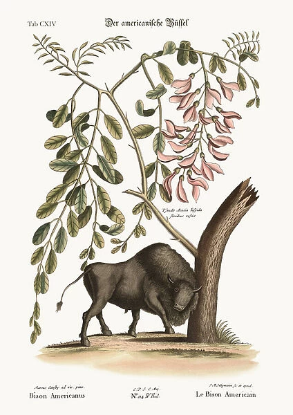 The American Bison, 1749-73 (coloured engraving)