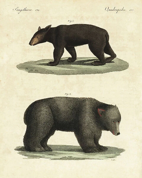 American black bear, Ursus americanus 1, and brown bear, Ursus arctos 2. Copied from illustrations by Louis Chloris. Handcoloured copperplate engraving by A