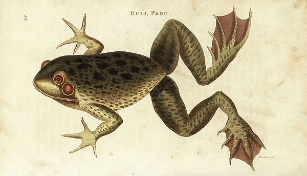 American bullfrog, Lithobates catesbeianus (Bull frog, Rana catesbeiana). Handcoloured copperplate engraving by Heath after an illustration by George Shaw from his General Zoology, Amphibia, London, 1801