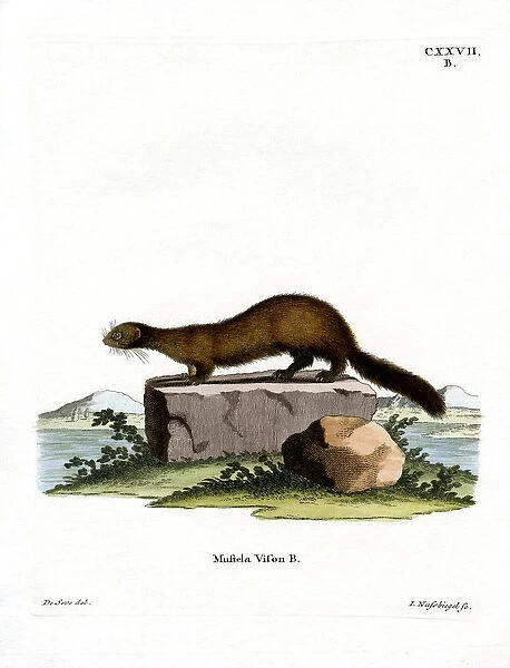 American Mink (coloured engraving)