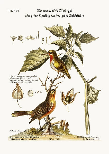The American Nightingale. The Green Sparrow or Green Hummingbird
