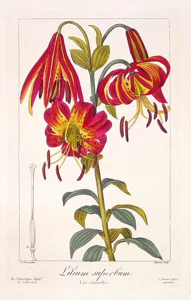 American Turkscap Lily, 1836 (hand-coloured engraving)