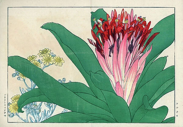 Anannas flower and cinerary. Pineapple flower, Pineapple comosus, and cineraria, Cineraria maxima. Handcoloured woodblock print from Konan Tanigami's ' Seiyou Sokazufu' (Pictorial Album of Western Plants and Flowers: Spring), Unsodo, Kyoto, 1917