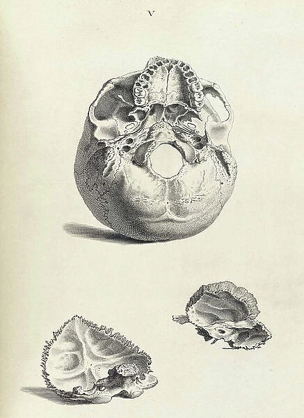 Anatomical illustration