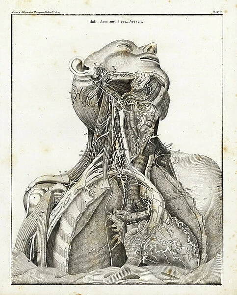Anatomy of the nervous system in the heart, neck and arm. Lithograph by C. Schach from Lorenz Oken's Universal Natural History, Allgemeine Naturgeschichte fur alle Stande, Stuttgart, 1839