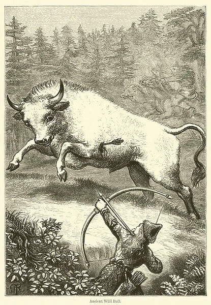 Ancient Wild Bull (engraving)