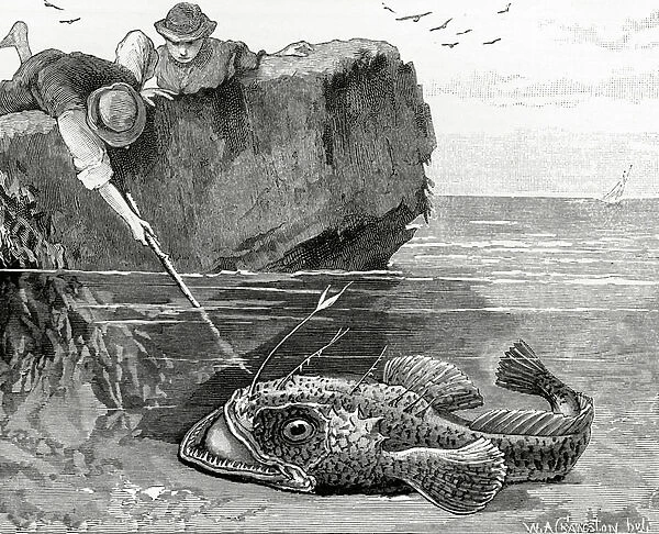 The Angler or Fishing Frog (Lophius Piscatorius), 1881 (litho)