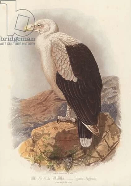 The Angola Vulture, Gyphierax Angolensis (colour litho)