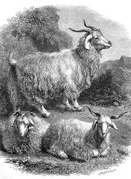 The Angora goat, camel goat, a breed of domestic goat, woolly goat