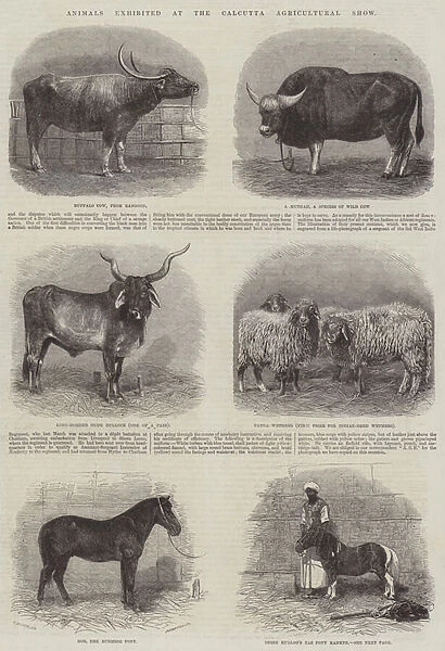 Animals exhibited at the Calcutta Agricultural Show (engraving)