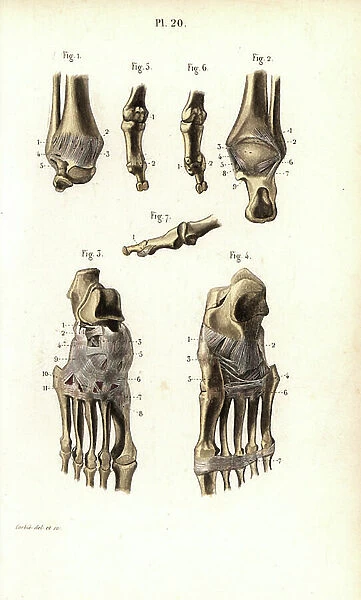 Ankle and foot bone. Lithograph of Corbie, in Petity Atlas complet d'Anatomie descriptive du Corps Humain, by Dr. Joseph Nicolas Masse, published by Mequignon Marvis, Paris (France), 1864