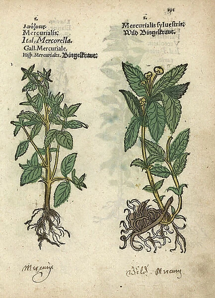 Annual mercury, Mercurialis annua, and dog mercury. Handcoloured woodblock engraving of a botanical illustration from Adam Lonicer's Krauterbuch, or Herbal, Frankfurt, 1557