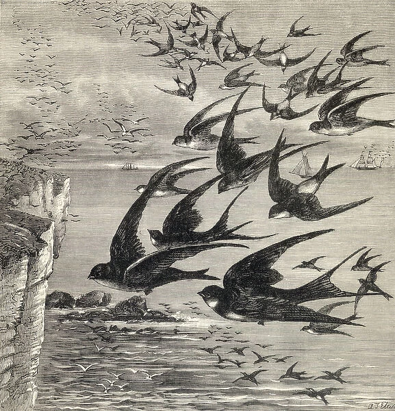 Annual migration of swallows, from Our Own Magazine, published 1885 (engraving)