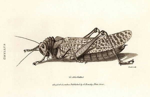 Antique Print of a Locust, 1805 (b  /  w engraving)