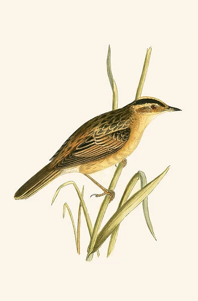Aquatic Warbler, illustration from A History of the Birds of Europe Not Observed in the British Isles by Charles Robert Bree (1811-86), published 1867 (colour litho)