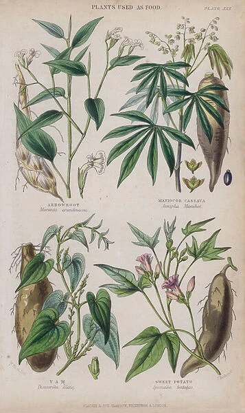 Arrowroot; Maniocor Cassava; Yam; Sweet Potato (coloured engraving)