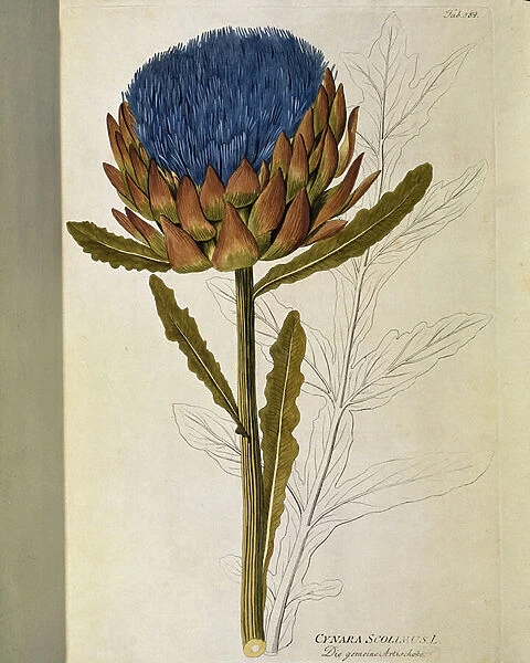 Artichoke (Cynara scolymus), 1788-1803 (engraving)