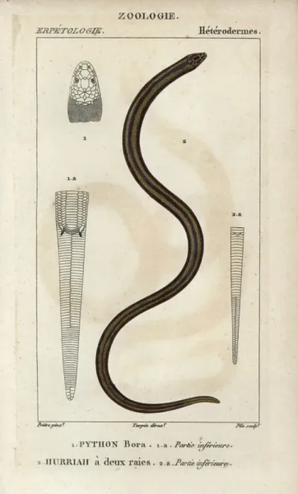 Framed Print : Print of Indian python species, handcoloured copperplate stipple engraving Framed Print : Print of Indian python species, handcoloured copperplate stipple engraving