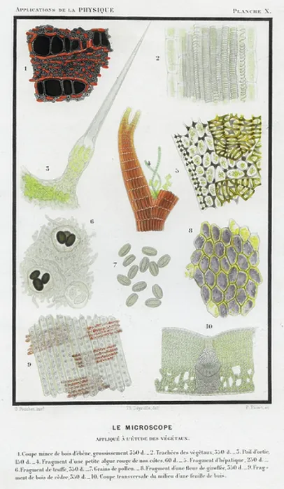 Framed Print : Vegetable Microscopic Print, 1874 Framed Print : Vegetable Microscopic Print, 1874