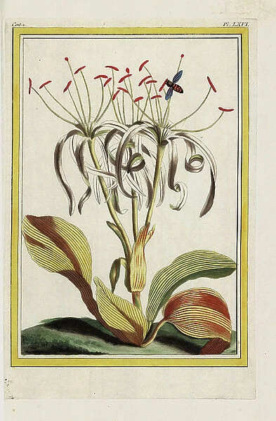 The Asian Pancration. Pancratium zeylanicum. Handcoloured etching from Pierre Joseph Buchoz Precious and illuminated collection of the most beautiful and curious flowers, grown both in the gardens of China and in those of Europe, Paris, 1776