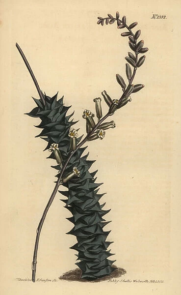 Astroloba foliolosa (Small leaved aloe, Aloe foliolosa)