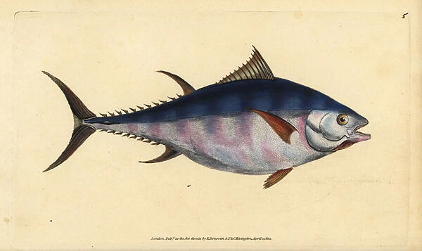 Atlantic bluefin tuna, Thunnus thynnus (endangered). Tunny, Scomber thynnus. Handcoloured copperplate drawn and engraved by Edward Donovan from his Natural History of British Fishes, Donovan and F. C. and J. Rivington, London, 1802-1808
