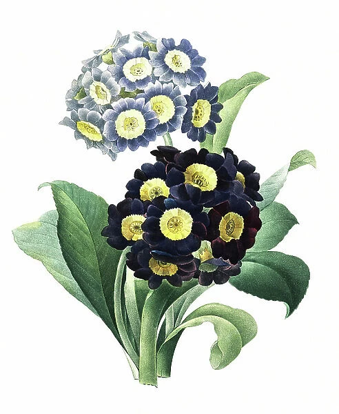 Auricle (Primula auricula) or alpine auricle