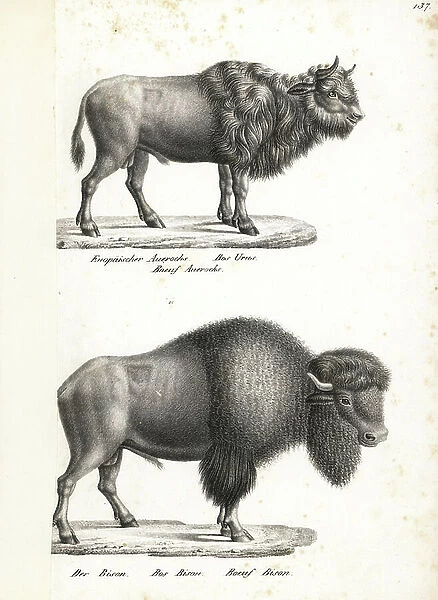 Aurochs, Bos primigenius (extinct) and American bison, Bison bison. Lithograph by Karl Joseph Brodtmann from Heinrich Rudolf Schinz's Illustrated Natural History of Men and Animals, 1836
