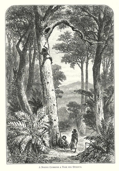 Australia: A Native Climbing a Tree for Opossum (engraving)