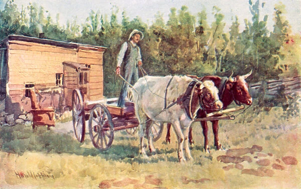 A bachelors shack and his team of oxen (colour litho)