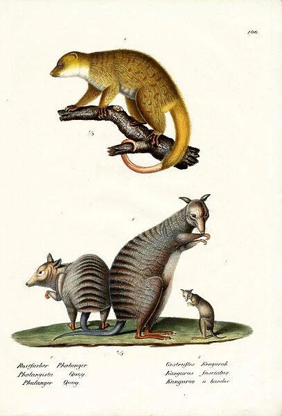 Banded Wallaby, 1824 (colour litho)