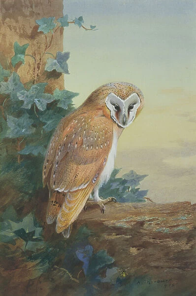 Barn Owl, 1916 (watercolour on paper)