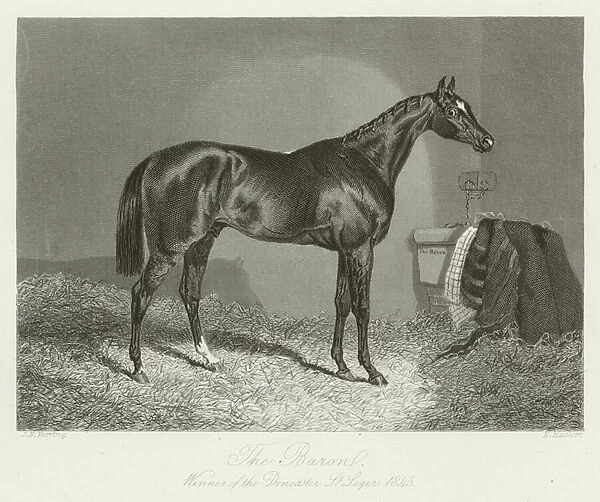 The Baron, foaled 1842 (b  /  w photo)