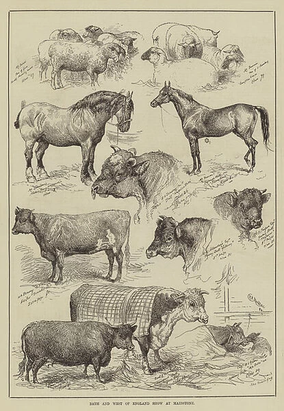 Bath and West of England Show at Maidstone (engraving)