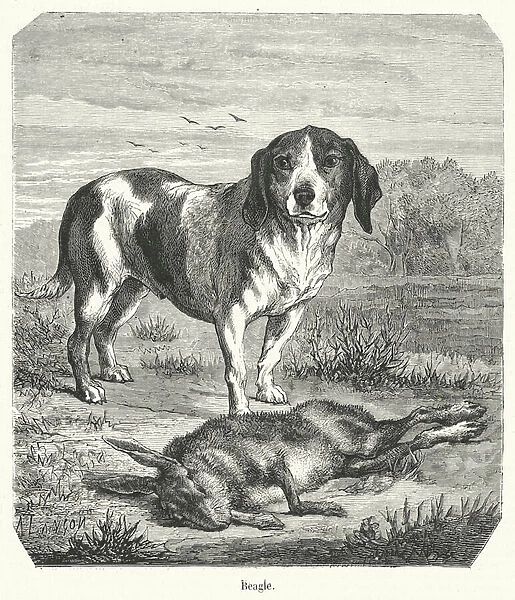 Beagle (engraving)