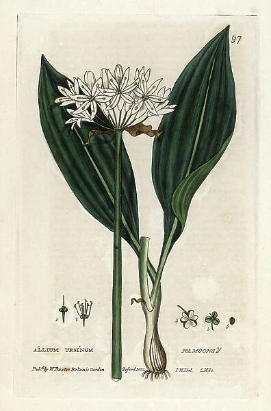 Bear garlic. Coloured copper engraving from a drawing by Isaac Russell from William Baxter's book 'English Botanical Phenomenes', 1834. William Baxter (1788-1871) was the curator of the Oxford Botanical Garden from 1813 to 1854