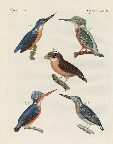 Beautiful birds (coloured engraving)