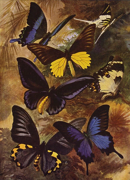 Beautiful Butterflies: Black and gold butterflies from the East Indies (colour litho)