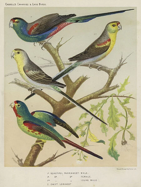 Beautiful Parrakeet, Male, Female, Young Male, Swift Lorikeet (colour litho)